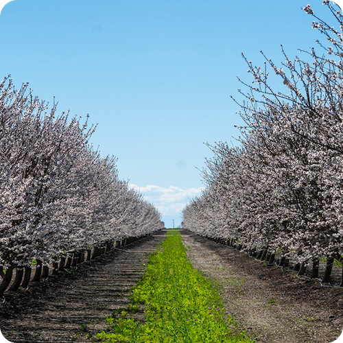 sustainability almond acres