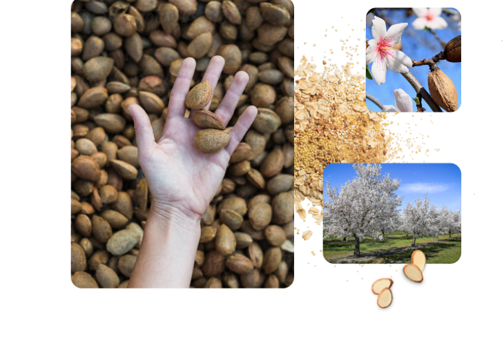 sustainability almond image